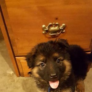 Meet your Posher, Sharon